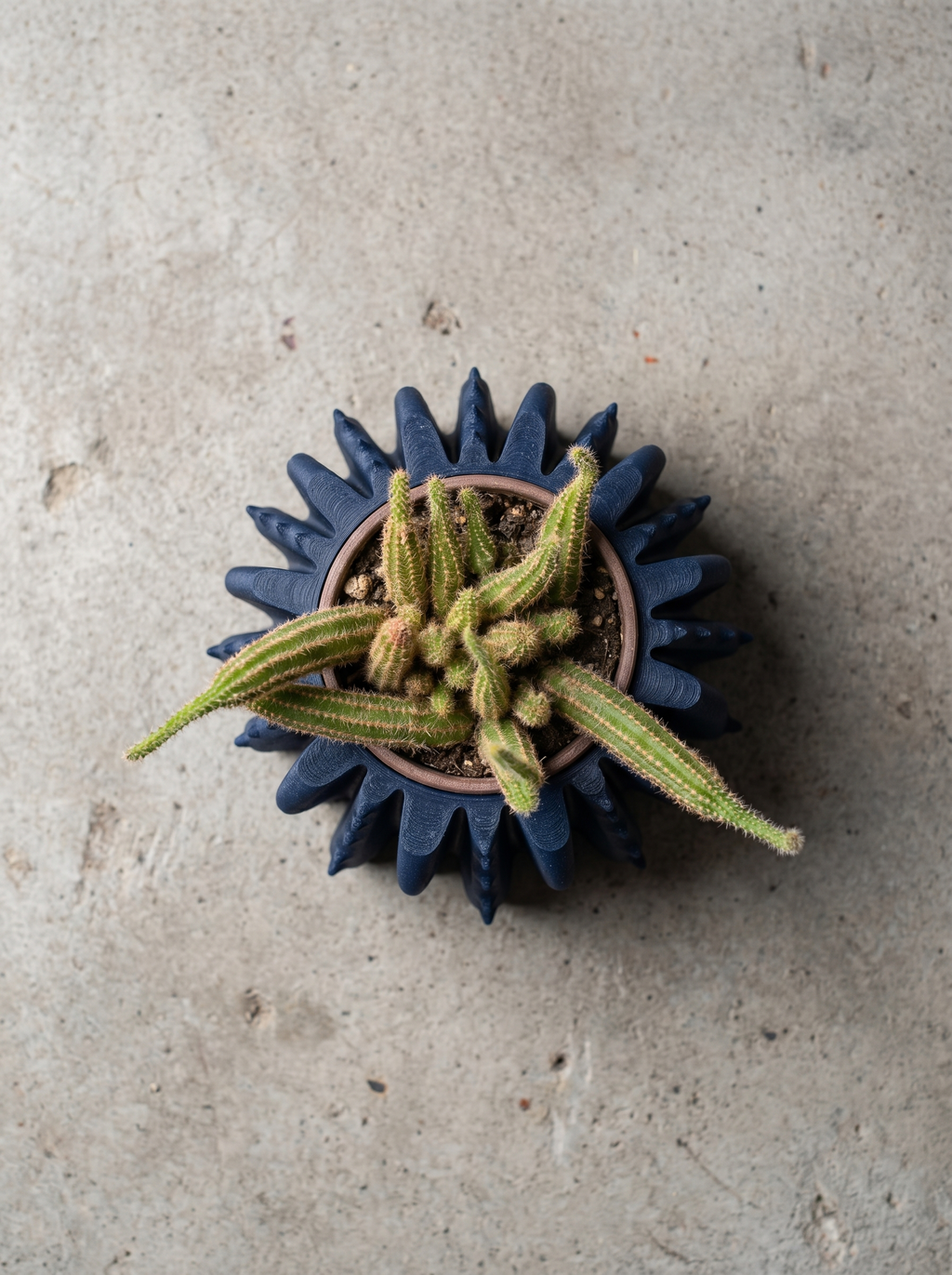Bloom Planter