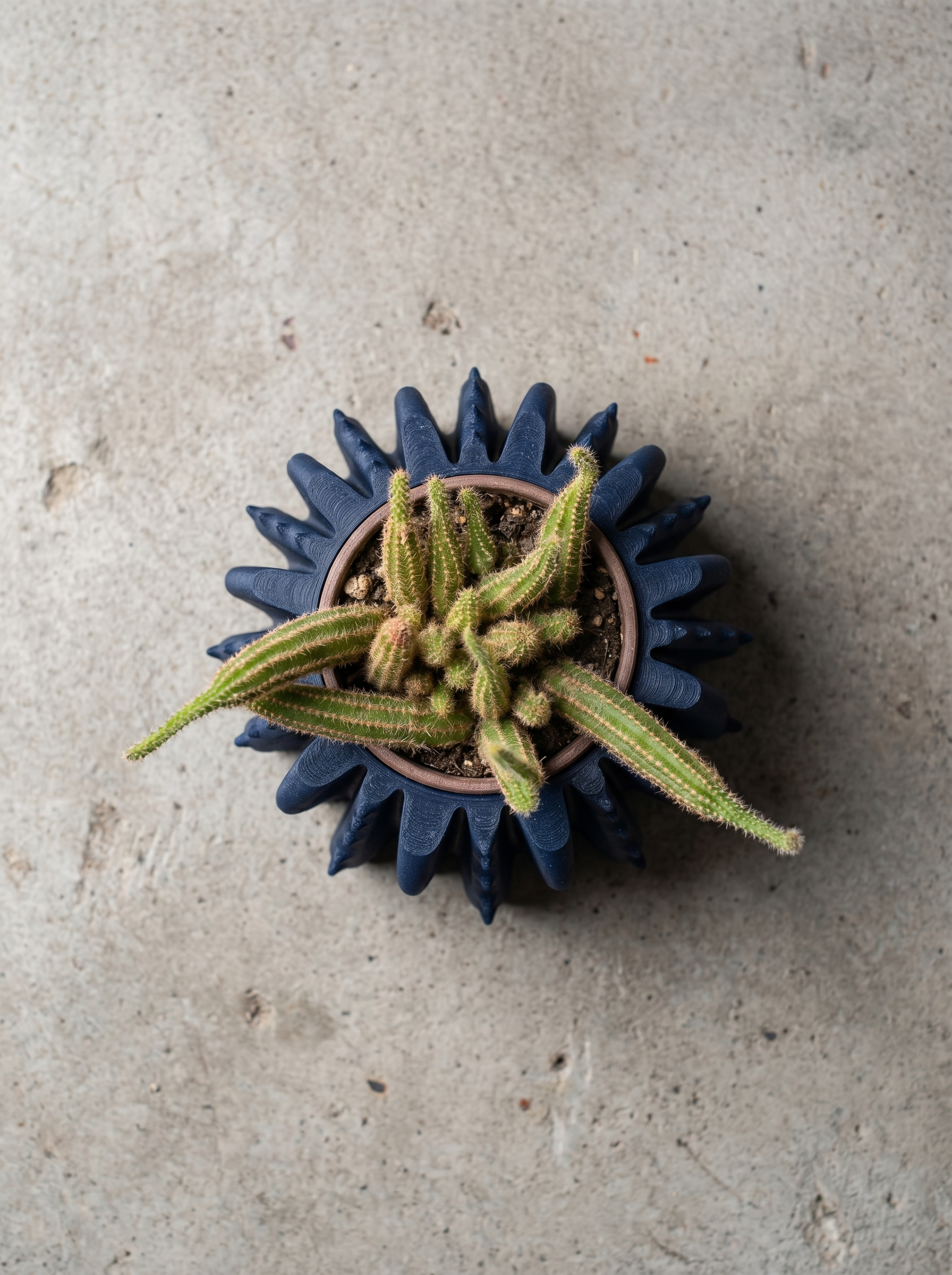 Bloom Planter